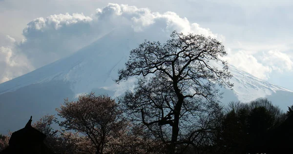 在乌云密布的天空下 一座巨大的雪山的后面 有几棵美丽的树拍了照 — 图库照片