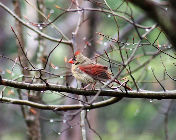 Mise Point Sélective Oiseau Cardinal Femelle Humide Assis Sur Une — Photo