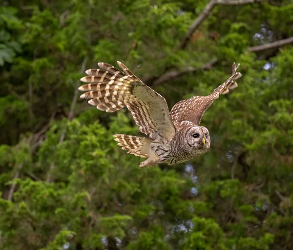 Вибірковий Фокус Знімок Сови Літає Лісі Широко Відкритими Крилами — стокове фото