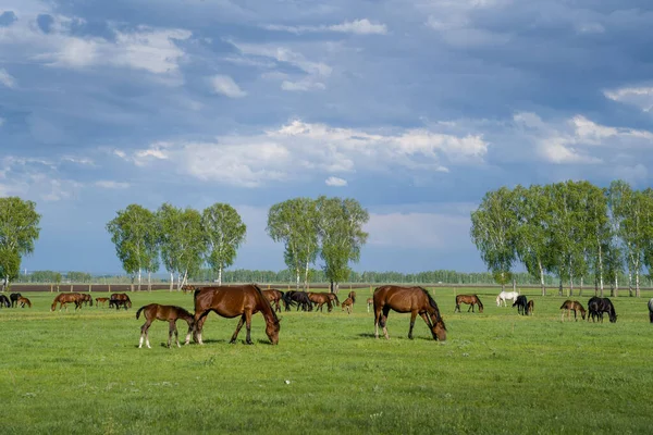 Summer Landscape Horses Grazing Green Meadow — Stock Photo, Image
