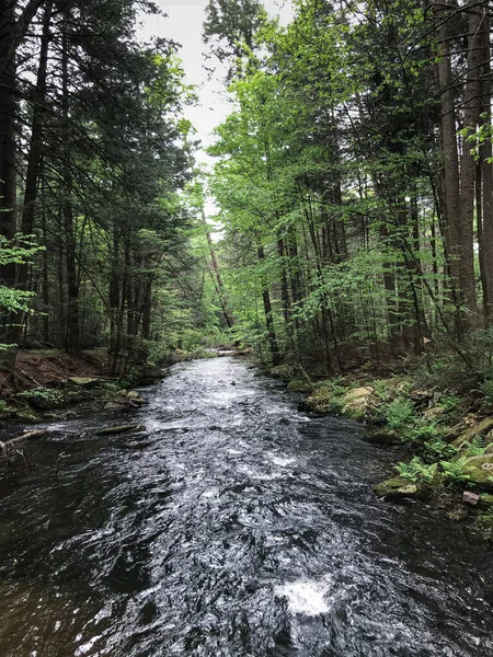 Vertical Shot Rocky Stream Flowing Green Forest — Stock Photo, Image