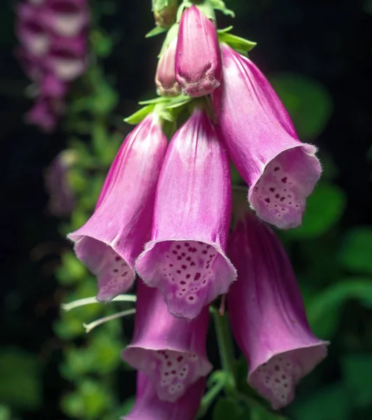 Güneşli bir günde güzel Foxgloves 'in dikey yakın çekimi.