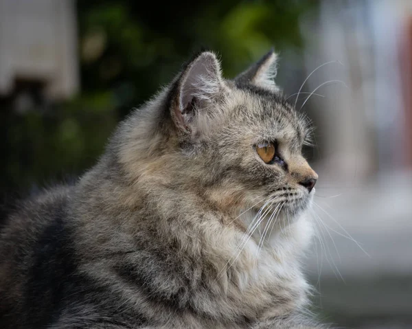 Крупним Планом Знімок Пухнастої Сірої Жінки Кішки — стокове фото