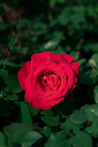 Vertikal Bild Buske Trädgård Ros Med Vacker Röd Blomma Solljuset — Stockfoto