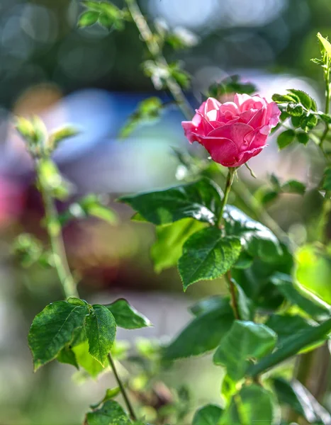 Cliché Une Rose Solitaire Dans Fond Flou — Photo