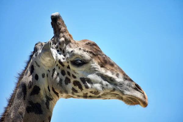 A closeup shot of the head of a cute giraffe against the blue sky
