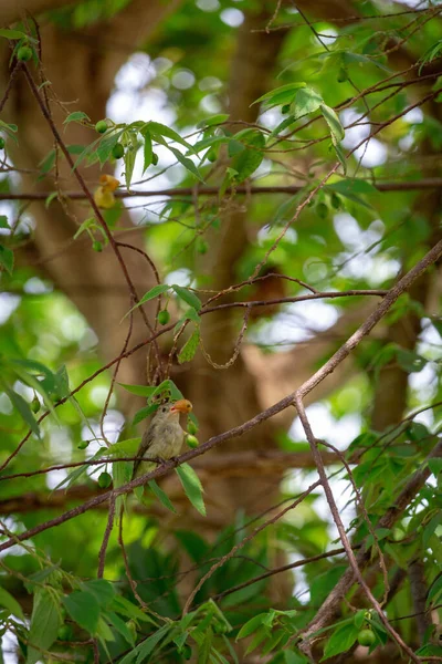 Bir Ötleğen Kuşunun Dikey Görüntüsü Gagasında Böğürtlen Tutuyor Bir Ağaç — Stok fotoğraf