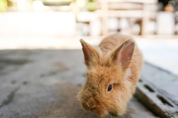 Вибірковий Фокус Маленького Коричневого Кролика Розслабляється Тіні — стокове фото