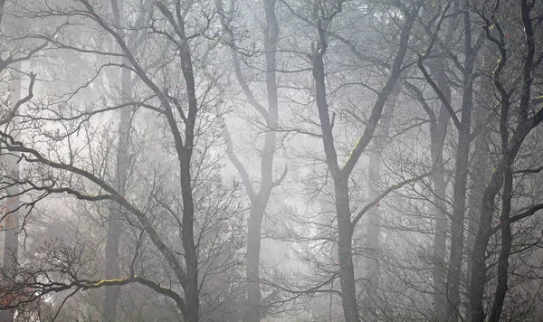 Hermoso Tiro Árboles Sin Hojas Enredados Bosque Día Niebla —  Fotos de Stock