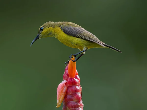 一只橄榄树背的太阳鸟栖息在一朵热带粉红的花朵上的特写 — 图库照片