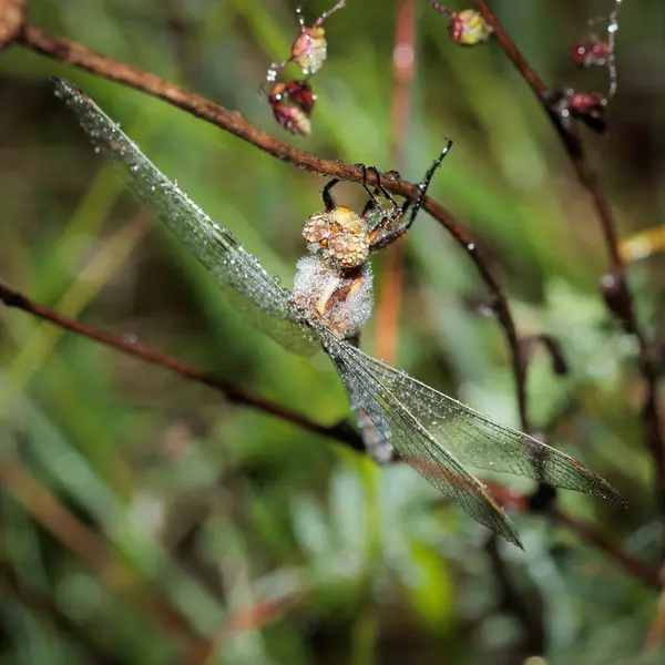 Eine Großaufnahme Einer Nassen Libelle Auf Einem Ast — Stockfoto