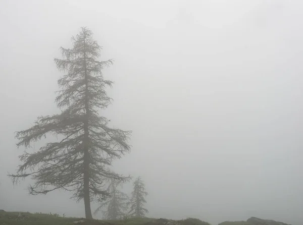 在雾蒙蒙的天气里 森林中高大的松树迷人的景象 — 图库照片