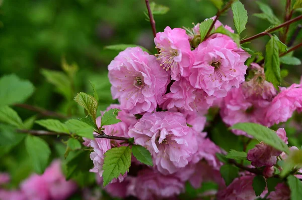Красивый Снимок Розовых Цветов Дневном Свете — стоковое фото