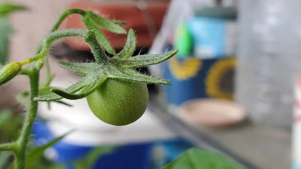 Ένα Κοντινό Πλάνο Ενός Φυτού Τομάτας Στο Θολό Φόντο — Φωτογραφία Αρχείου