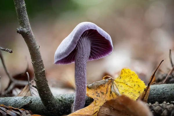 Closeup Laccaria Amethystina Commonly Known Amethyst Deceiver — Stock Photo, Image