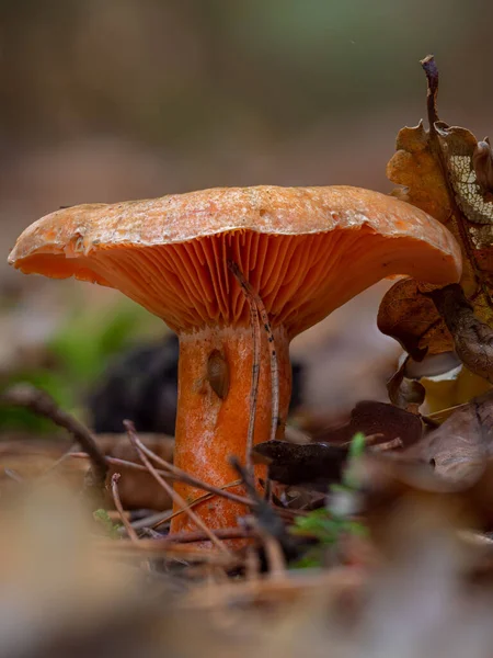 一种新鲜的 鲜亮的橙红色乳酪蘑菇 — 图库照片