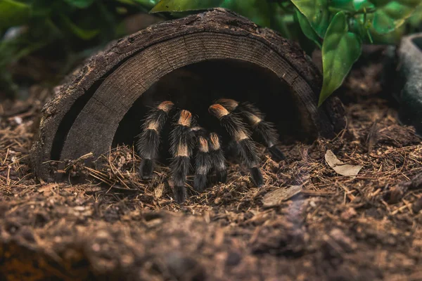 Een Tarantula Spin Zijn Natuurlijke Omgeving — Stockfoto