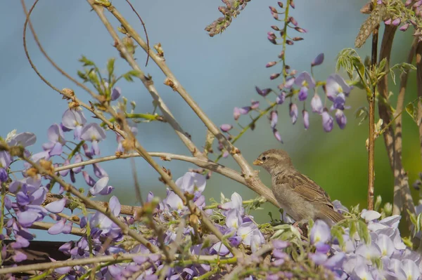 Eine Nahaufnahme Von Haussperling Umgeben Von Lila Blumen — Stockfoto