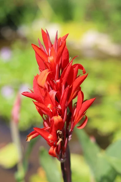 Vertikal Närbild Röd Canna Lily Suddig Bakgrund — Stockfoto
