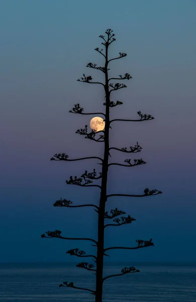 Sylwetka Drzewa Przeciw Pięknej Pełni Księżyca — Zdjęcie stockowe