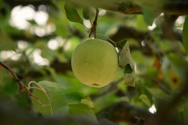 Närbild Grön Golden Delicious Äpple Växer Trädet — Stockfoto