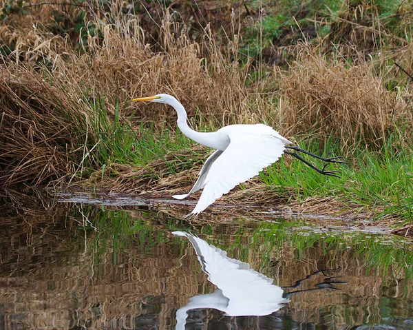 Gran Pájaro Garza Volando Sobre Lago —  Fotos de Stock