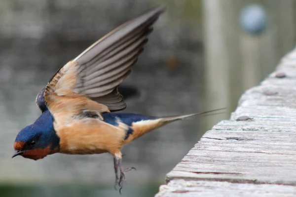 バーンの浅い焦点は ぼやけた背景で飛んで鳥を飲み込む — ストック写真
