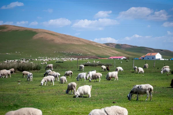 Grupo Ovelhas Cabras Pastando Campo Verde Exuberante — Fotografia de Stock