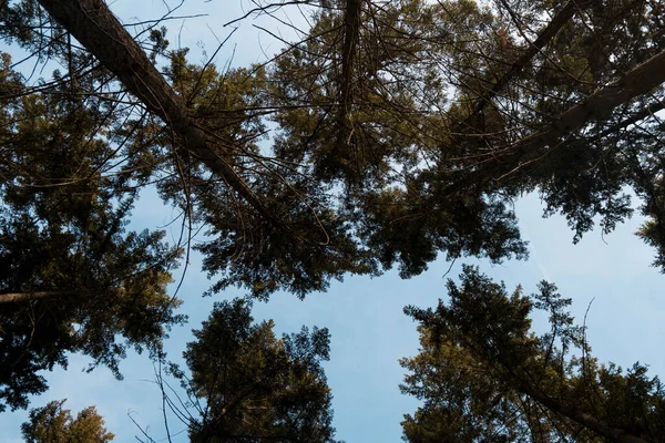 青空の下の森の中の背の高い木の美しい景色 — ストック写真