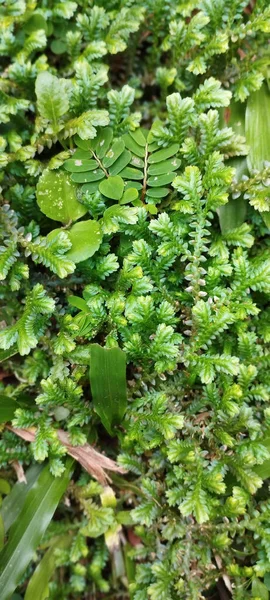 森の中の緑のクラウスのスパイクミス植物の垂直ショット — ストック写真