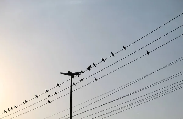 Nízký Úhel Záběru Ptáků Sedících Drátech — Stock fotografie