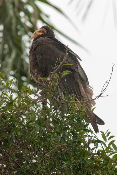 Vertical Closeup Lesser Yellow Headed Vulture Cathartes Burrovianus Selected Focus — Stock Photo, Image