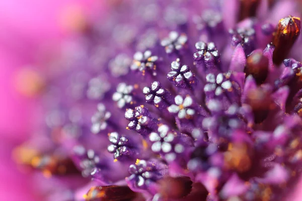 雄花の内側に紫色の汚名の表面のマクロ — ストック写真