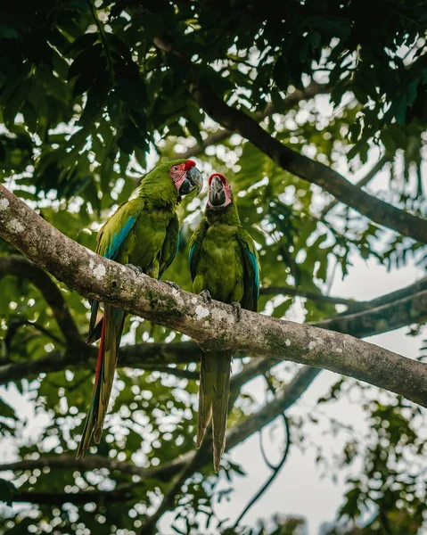 Pár Zelených Papoušků Ara Sedících Větvi Stromu — Stock fotografie