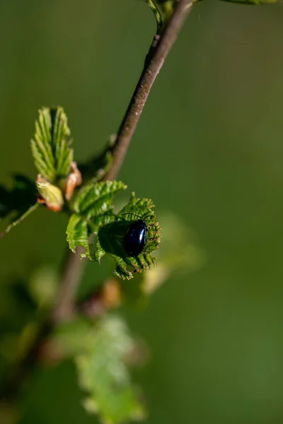 Yeşil Yapraklı Agelastica Yaprağı Böceği Makrosu — Stok fotoğraf
