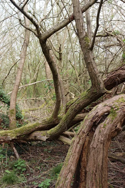 Aşağı Earley, Reading, İngiltere 'deki Woodlands' da yosun kaplı eski bir ağacın dikey çekimi.
