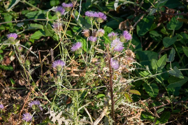 Purple Knapweeds Flowers Grown Garden Spring — Stock Photo, Image