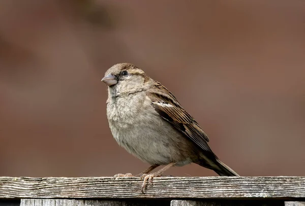 Çitin üzerine tünemiş sıradan bir serçe kuşunun yakın plan çekimi.
