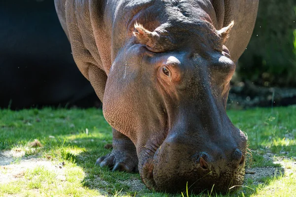 Primo Piano Ippopotamo Africano Hippopotamus Amphibius Che Pascola Erba — Foto Stock