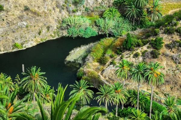 Tropical Canarian Πράσινο Palm Και Μαύρη Λίμνη Του Νερού — Φωτογραφία Αρχείου