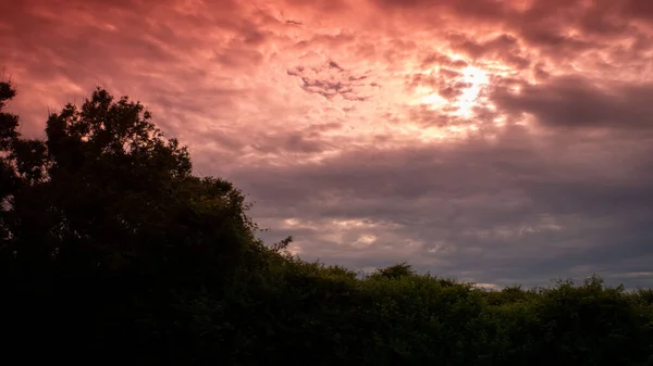 Una Puesta Sol Épica Con Cielo Rosa Sobre Árboles Arbustos — Foto de Stock