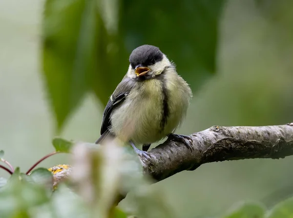 Closeup Shot Great Tit Bird Perched Wooden Branch — Stockfoto