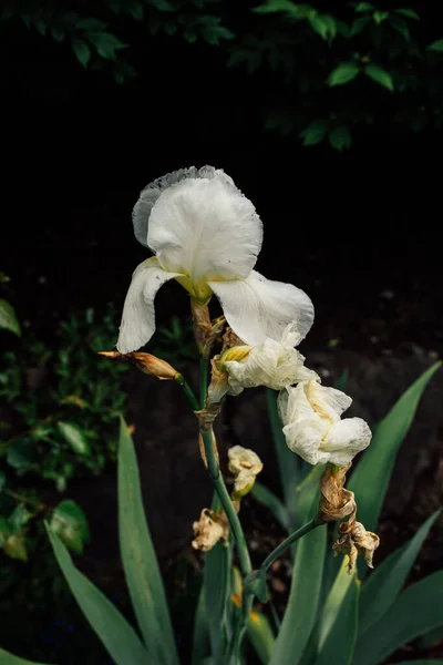 Iris Germanica Λευκό Γενειοφόρο Άνθος Ίριδας Στον Κήπο Σκούρο Φόντο — Φωτογραφία Αρχείου