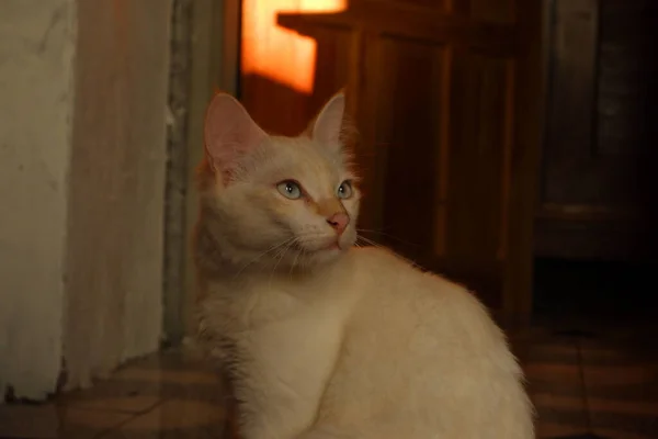Retrato Close Gato Branco Bonito Olhando Para Cima Sentado Casa — Fotografia de Stock