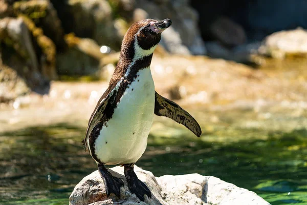 Colpo Fuoco Selettivo Pinguino Piedi Una Roccia Acqua Guardando Parte — Foto Stock