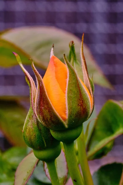Portakal Çiçeği Açan Gülün Güzel Bir Yakın Çekimi — Stok fotoğraf
