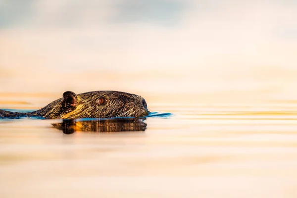 Eine Nahaufnahme Des Nutrias Myocastor Coypus Schwimmt Auf Der Wasseroberfläche — Stockfoto