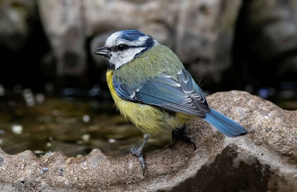 Closeup Shot Eurasian Blue Tit Bird Perched Rock — Stock Photo, Image