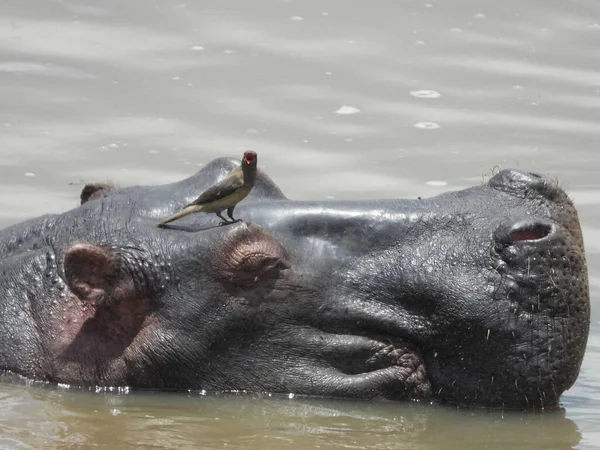 Een Close Shot Van Een Vogel Het Hoofd Van Nijlpaard — Stockfoto