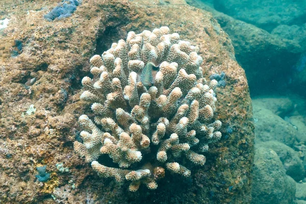 Beautiful Shot Coral Reef Ocean — Stock Photo, Image